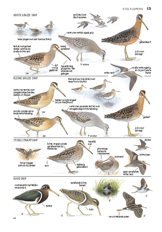 ANWB Vogelgids Van Europa 2 ANWB Vogelgids Van Europa - Image 2